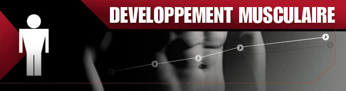 Développement Musculaire Développement Musculaire